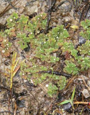 Fotografia 4 da espécie Azolla caroliniana no Jardim Botânico UTAD