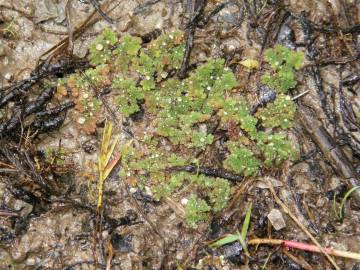 Fotografia da espécie Azolla caroliniana