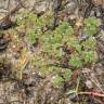 Fotografia 4 da espécie Azolla caroliniana do Jardim Botânico UTAD