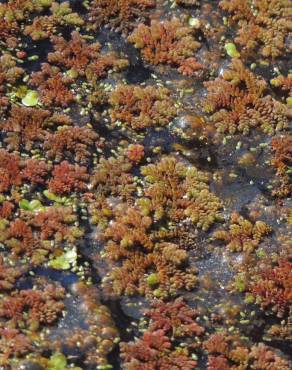 Fotografia 5 da espécie Azolla caroliniana no Jardim Botânico UTAD