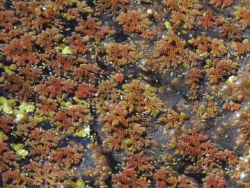 Fotografia da espécie Azolla caroliniana