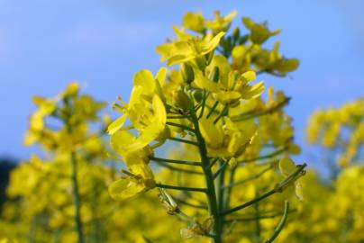 Fotografia da espécie Brassica napus