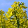 Fotografia 6 da espécie Brassica napus do Jardim Botânico UTAD