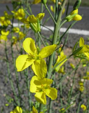 Fotografia 9 da espécie Brassica napus no Jardim Botânico UTAD