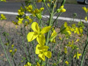 Fotografia da espécie Brassica napus