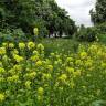 Fotografia 10 da espécie Brassica napus do Jardim Botânico UTAD