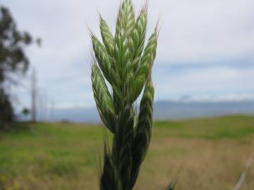 Fotografia da espécie Bromus hordeaceus