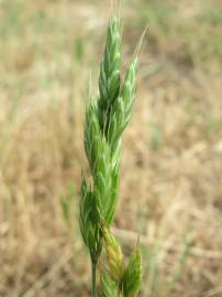 Fotografia da espécie Bromus hordeaceus