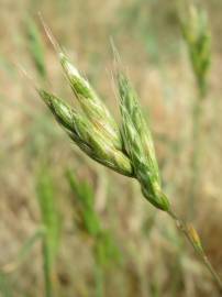 Fotografia da espécie Bromus hordeaceus