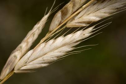 Fotografia da espécie Bromus hordeaceus