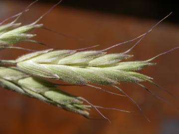 Fotografia da espécie Bromus hordeaceus