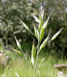 Fotografia da espécie Bromus hordeaceus