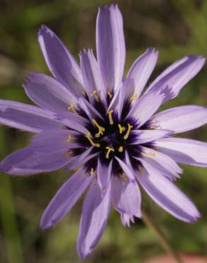 Fotografia 5 da espécie Catananche caerulea no Jardim Botânico UTAD