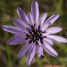 Fotografia 5 da espécie Catananche caerulea do Jardim Botânico UTAD