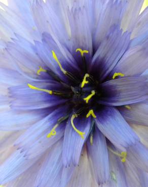 Fotografia 6 da espécie Catananche caerulea no Jardim Botânico UTAD