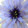 Fotografia 6 da espécie Catananche caerulea do Jardim Botânico UTAD