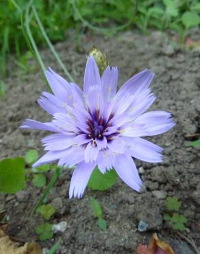 Fotografia 7 da espécie Catananche caerulea no Jardim Botânico UTAD