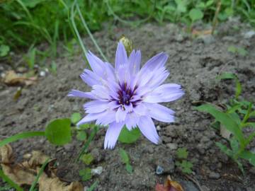 Fotografia da espécie Catananche caerulea