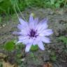 Fotografia 7 da espécie Catananche caerulea do Jardim Botânico UTAD