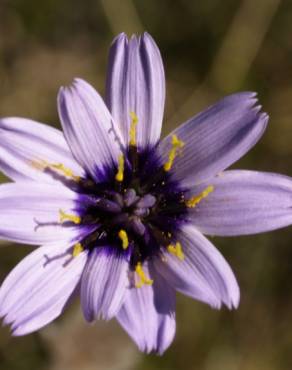 Fotografia 8 da espécie Catananche caerulea no Jardim Botânico UTAD