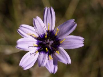 Fotografia da espécie Catananche caerulea