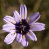 Fotografia 8 da espécie Catananche caerulea do Jardim Botânico UTAD