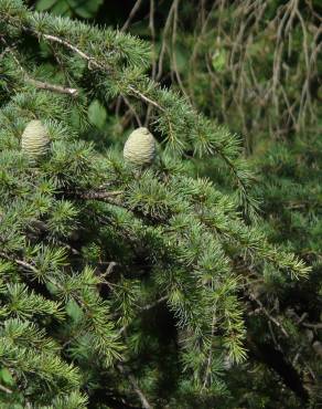 Fotografia 7 da espécie Cedrus deodara no Jardim Botânico UTAD