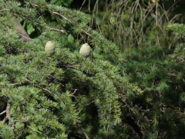 Fotografia da espécie Cedrus deodara