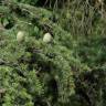 Fotografia 7 da espécie Cedrus deodara do Jardim Botânico UTAD