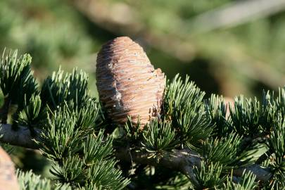 Fotografia da espécie Cedrus deodara