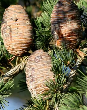 Fotografia 9 da espécie Cedrus deodara no Jardim Botânico UTAD