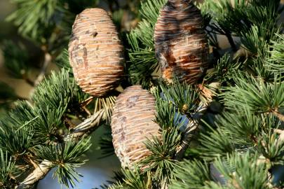 Fotografia da espécie Cedrus deodara