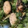 Fotografia 9 da espécie Cedrus deodara do Jardim Botânico UTAD