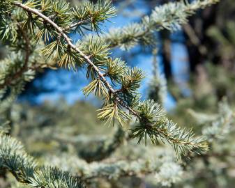 Fotografia da espécie Cedrus atlantica