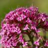 Fotografia 9 da espécie Centranthus ruber do Jardim Botânico UTAD