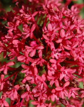 Fotografia 10 da espécie Centranthus ruber no Jardim Botânico UTAD