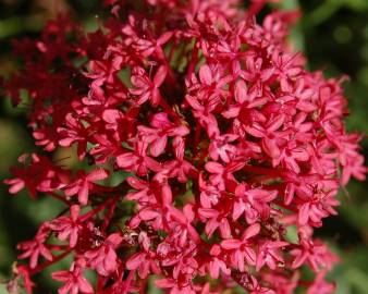 Fotografia da espécie Centranthus ruber