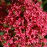 Fotografia 10 da espécie Centranthus ruber do Jardim Botânico UTAD