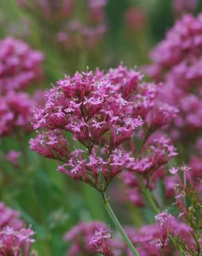 Fotografia 11 da espécie Centranthus ruber no Jardim Botânico UTAD