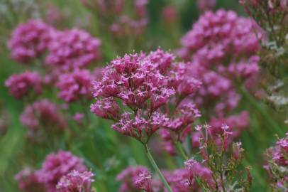 Fotografia da espécie Centranthus ruber