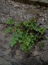 Fotografia da espécie Asplenium ruta-muraria subesp. ruta-muraria