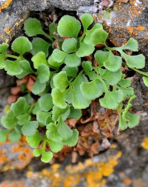Fotografia 1 da espécie Asplenium ruta-muraria subesp. ruta-muraria no Jardim Botânico UTAD