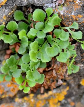 Fotografia 1 da espécie Asplenium ruta-muraria subesp. ruta-muraria no Jardim Botânico UTAD