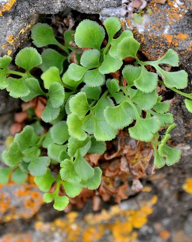 Fotografia de capa Asplenium ruta-muraria subesp. ruta-muraria - do Jardim Botânico