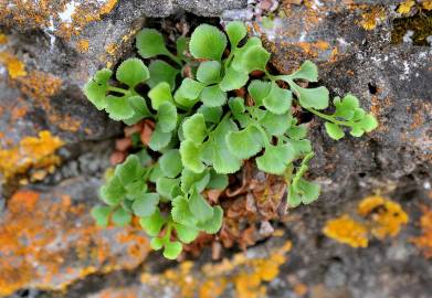 Fotografia da espécie Asplenium ruta-muraria subesp. ruta-muraria