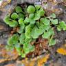 Fotografia 1 da espécie Asplenium ruta-muraria subesp. ruta-muraria do Jardim Botânico UTAD