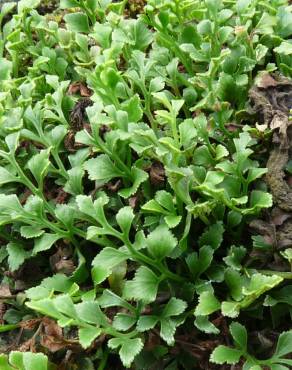 Fotografia 8 da espécie Asplenium ruta-muraria subesp. ruta-muraria no Jardim Botânico UTAD