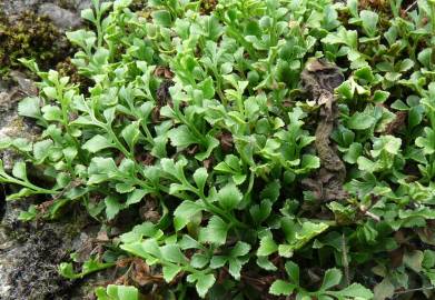 Fotografia da espécie Asplenium ruta-muraria subesp. ruta-muraria