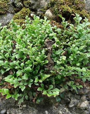 Fotografia 9 da espécie Asplenium ruta-muraria subesp. ruta-muraria no Jardim Botânico UTAD