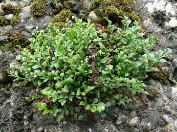 Fotografia da espécie Asplenium ruta-muraria subesp. ruta-muraria